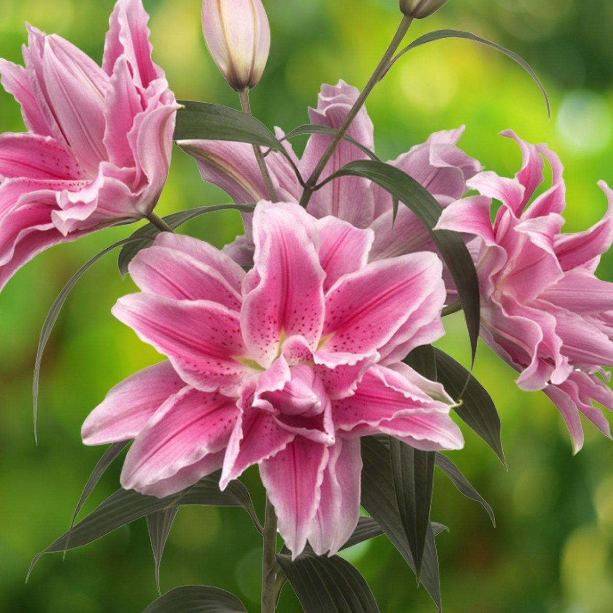 Lily Isabella - Oriental Roselily Double 14/16 | Leo Berbee Bulb